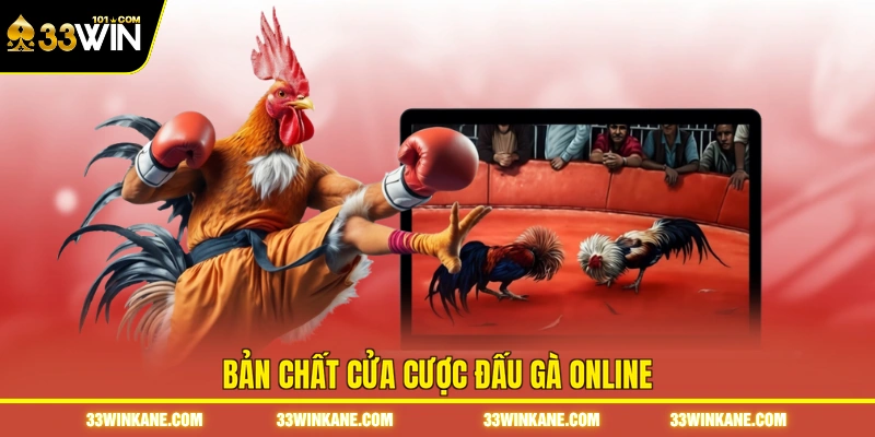 Đá Gà Online 33WIN - Sôi Động Với Những Trận Đấu Kịch Tính 7 Bản chất cửa cược đấu gà online